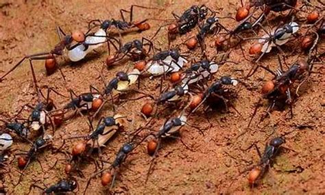做h 一群螞蟻